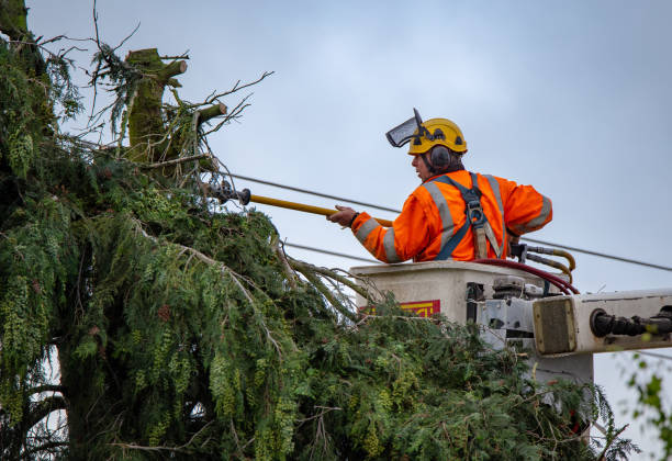 How Our Tree Care Process Works  in  Fairmount, NY